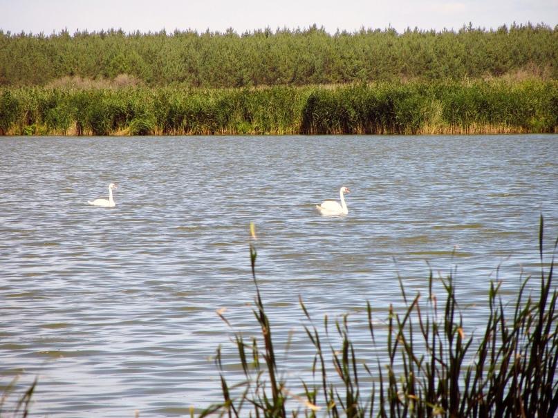 Жемчужина Красноярского района